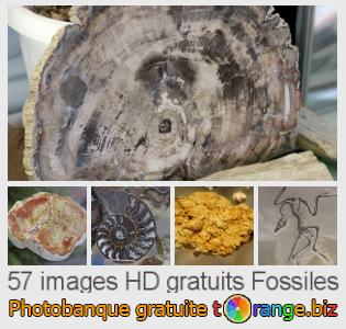 Banque d'images tOrange offre des photos libres de la section:  fossiles