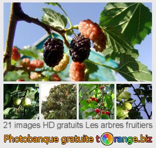 Banque d'images tOrange offre des photos libres de la section:  les-arbres-fruitiers