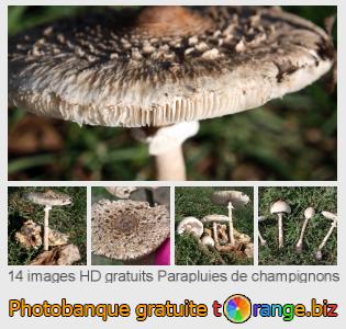 Banque d'images tOrange offre des photos libres de la section:  parapluies-de-champignons