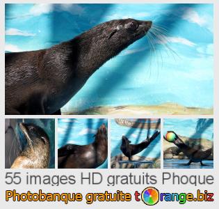 Banque d'images tOrange offre des photos libres de la section:  phoque