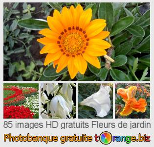Banque d'images tOrange offre des photos libres de la section:  fleurs-de-jardin