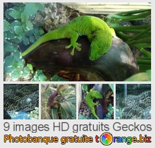 Banque d'images tOrange offre des photos libres de la section:  geckos