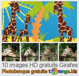 Banque d'images tOrange offre des photos libres de la section:  girafes