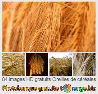 Banque d'images tOrange offre des photos libres de la section:  oreilles-de-céréales