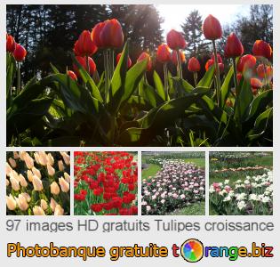 Banque d'images tOrange offre des photos libres de la section:  tulipes-croissance
