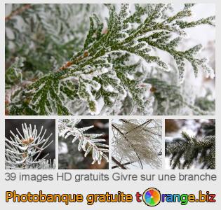 Banque d'images tOrange offre des photos libres de la section:  givre-sur-une-branche