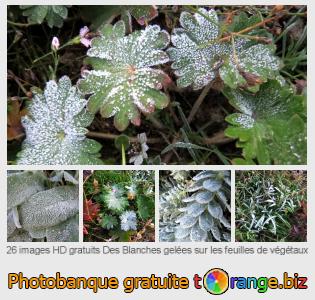 Banque d'images tOrange offre des photos libres de la section:  des-blanches-gelées-sur-les-feuilles-de-végétaux