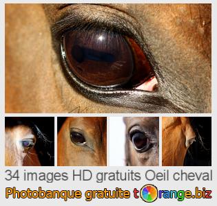 Banque d'images tOrange offre des photos libres de la section:  oeil-cheval