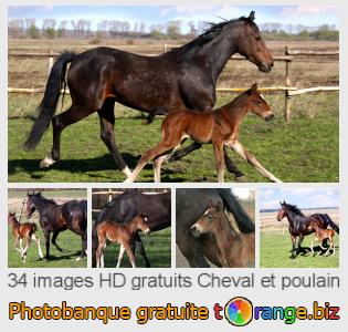 Banque d'images tOrange offre des photos libres de la section:  cheval-et-poulain