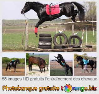Banque d'images tOrange offre des photos libres de la section:  lentraînement-des-chevaux