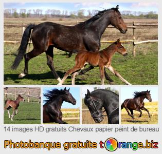 Banque d'images tOrange offre des photos libres de la section:  chevaux-papier-peint-de-bureau