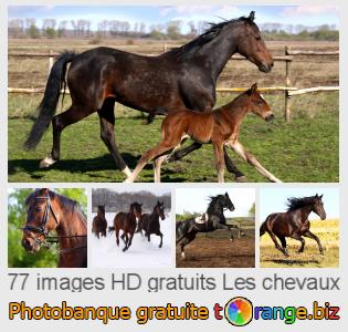 Banque d'images tOrange offre des photos libres de la section:  les-chevaux