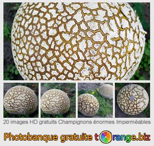 Banque d'images tOrange offre des photos libres de la section:  champignons-énormes-imperméables
