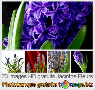 Banque d'images tOrange offre des photos libres de la section:  jacinthe-fleurs