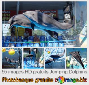 Banque d'images tOrange offre des photos libres de la section:  jumping-dolphins