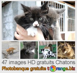 Banque d'images tOrange offre des photos libres de la section:  chatons