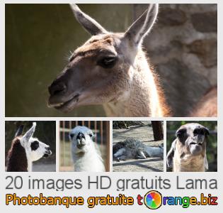 Banque d'images tOrange offre des photos libres de la section:  lama