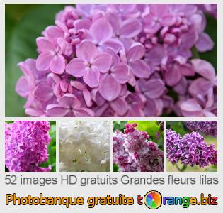 Banque d'images tOrange offre des photos libres de la section:  grandes-fleurs-lilas