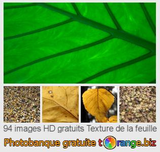Banque d'images tOrange offre des photos libres de la section:  texture-de-la-feuille