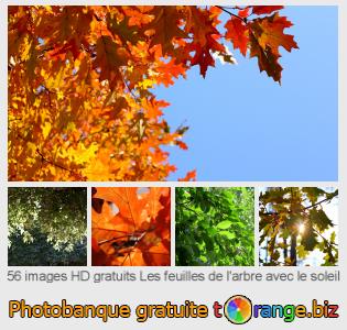 Banque d'images tOrange offre des photos libres de la section:  les-feuilles-de-larbre-avec-le-soleil