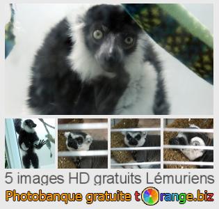 Banque d'images tOrange offre des photos libres de la section:  lémuriens