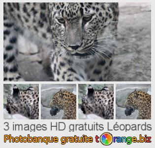 Banque d'images tOrange offre des photos libres de la section:  léopards
