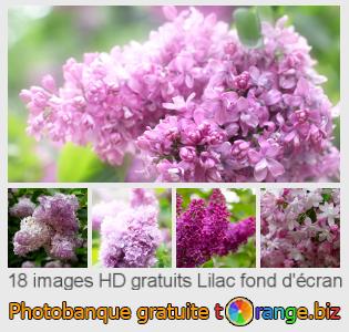 Banque d'images tOrange offre des photos libres de la section:  lilac-fond-décran