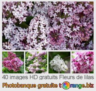 Banque d'images tOrange offre des photos libres de la section:  fleurs-de-lilas