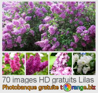 Banque d'images tOrange offre des photos libres de la section:  lilas