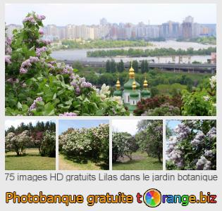 Banque d'images tOrange offre des photos libres de la section:  lilas-dans-le-jardin-botanique