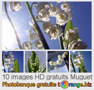 Banque d'images tOrange offre des photos libres de la section:  muguet