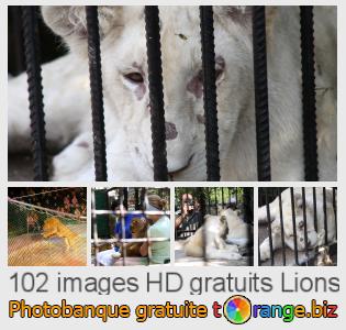 Banque d'images tOrange offre des photos libres de la section:  lions