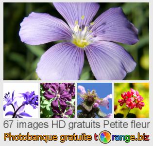 Banque d'images tOrange offre des photos libres de la section:  petite-fleur