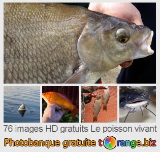 Banque d'images tOrange offre des photos libres de la section:  le-poisson-vivant
