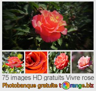 Banque d'images tOrange offre des photos libres de la section:  vivre-rose
