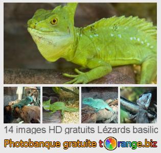 Banque d'images tOrange offre des photos libres de la section:  lézards-basilic