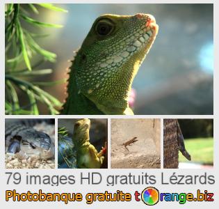 Banque d'images tOrange offre des photos libres de la section:  lézards