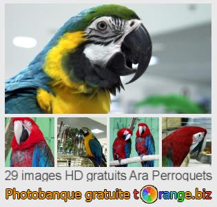 Banque d'images tOrange offre des photos libres de la section:  ara-perroquets