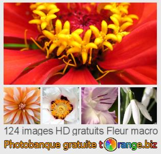 Banque d'images tOrange offre des photos libres de la section:  fleur-macro