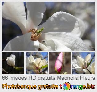 Banque d'images tOrange offre des photos libres de la section:  magnolia-fleurs