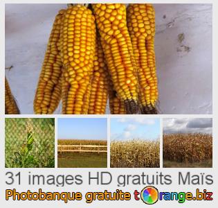 Banque d'images tOrange offre des photos libres de la section:  maïs