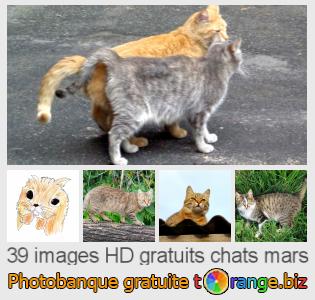Banque d'images tOrange offre des photos libres de la section:  chats-mars