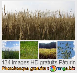 Banque d'images tOrange offre des photos libres de la section:  pâturin