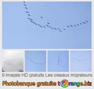 Banque d'images tOrange offre des photos libres de la section:  les-oiseaux-migrateurs