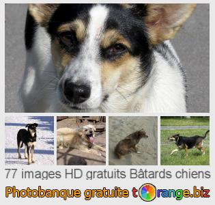 Banque d'images tOrange offre des photos libres de la section:  bâtards-chiens