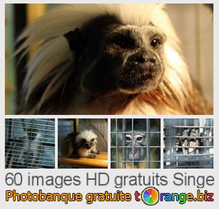Banque d'images tOrange offre des photos libres de la section:  singe