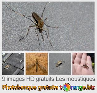 Banque d'images tOrange offre des photos libres de la section:  les-moustiques