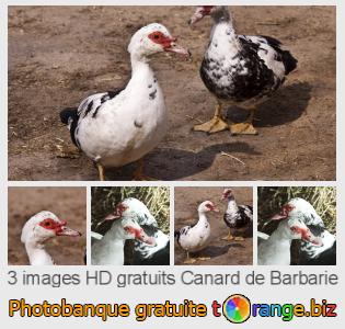 Banque d'images tOrange offre des photos libres de la section:  canard-de-barbarie