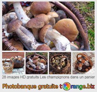 Banque d'images tOrange offre des photos libres de la section:  les-champignons-dans-un-panier