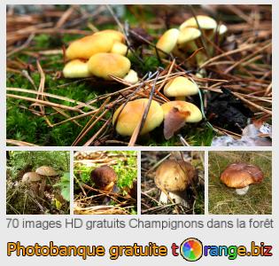 Banque d'images tOrange offre des photos libres de la section:  champignons-dans-la-forêt